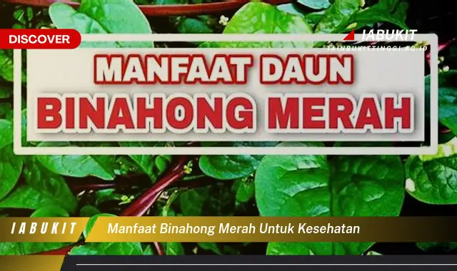 manfaat binahong merah untuk kesehatan