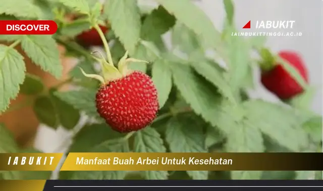 manfaat buah arbei untuk kesehatan manfaat buah arbei untuk kesehatan