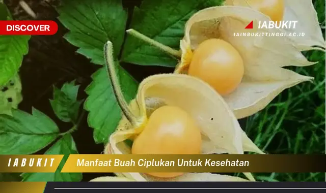 manfaat buah ciplukan untuk kesehatan