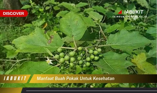 manfaat buah pokak untuk kesehatan