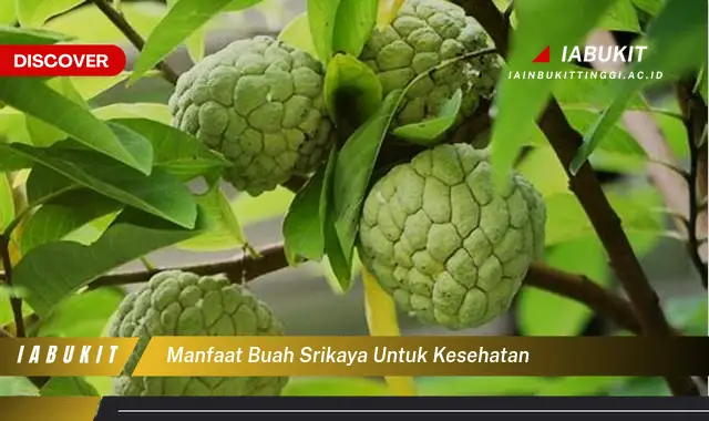 manfaat buah srikaya untuk kesehatan