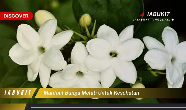 manfaat bunga melati untuk kesehatan