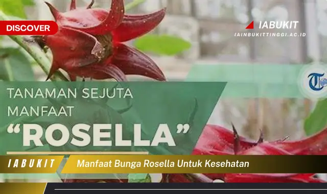 manfaat bunga rosella untuk kesehatan