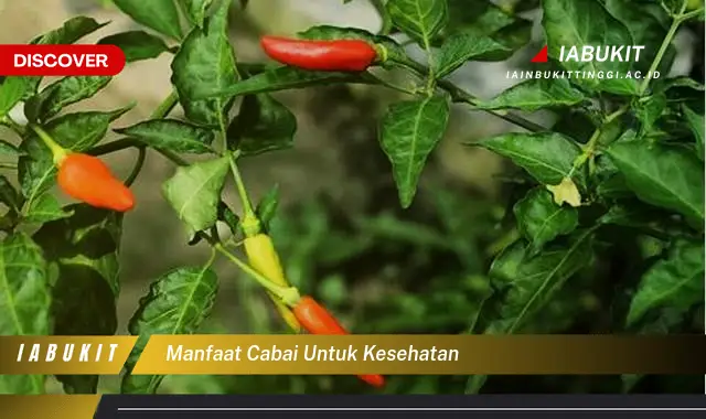 manfaat cabai untuk kesehatan