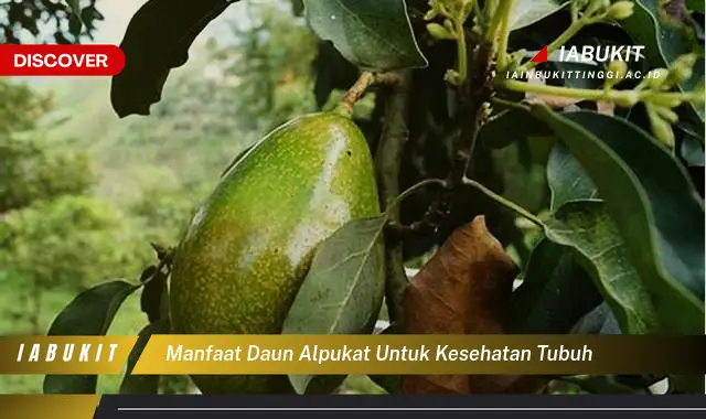 manfaat daun alpukat untuk kesehatan tubuh