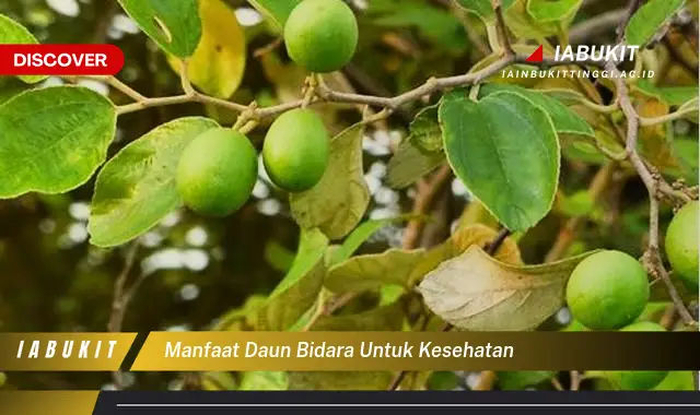 manfaat daun bidara untuk kesehatan manfaat daun bidara untuk kesehatan
