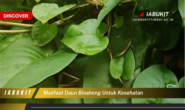 Temukan Manfaat Daun Binahong Untuk Kesehatan Jarang Diketahui