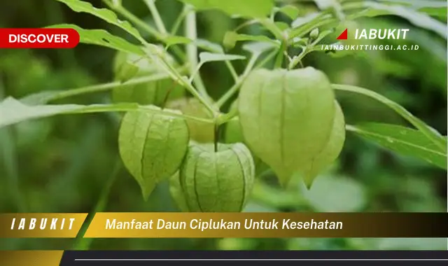 manfaat daun ciplukan untuk kesehatan