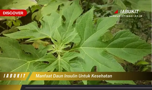 manfaat daun insulin untuk kesehatan