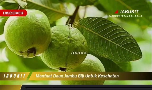 manfaat daun jambu biji untuk kesehatan