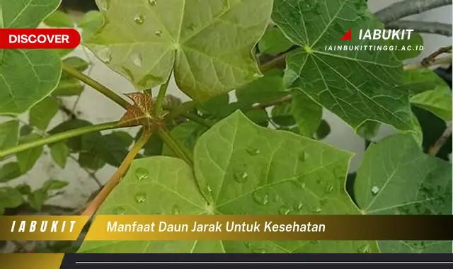 manfaat daun jarak untuk kesehatan