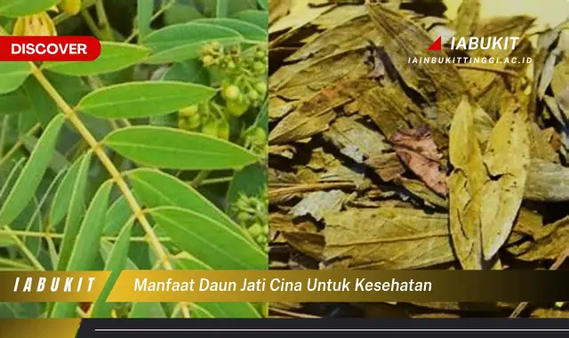 manfaat daun jati cina untuk kesehatan manfaat daun jati cina untuk kesehatan
