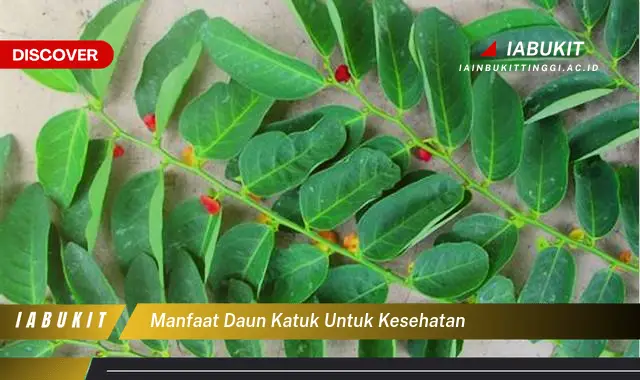 manfaat daun katuk untuk kesehatan