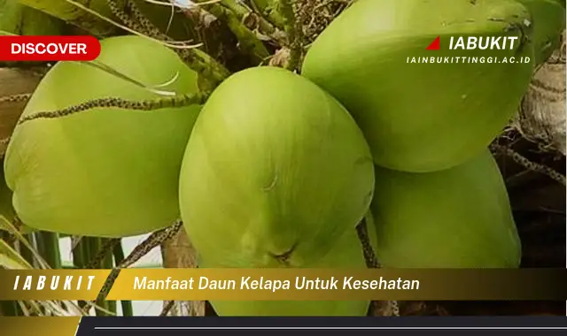 manfaat daun kelapa untuk kesehatan