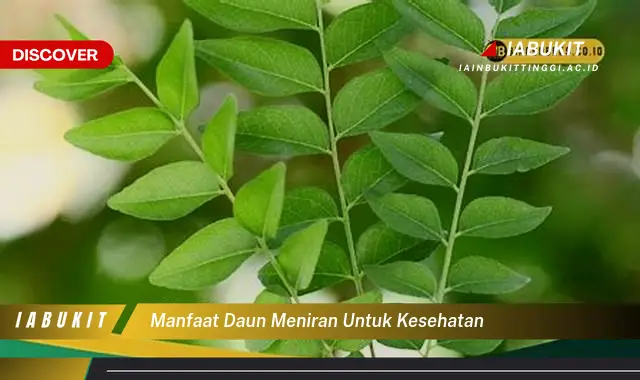 manfaat daun meniran untuk kesehatan