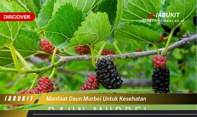 Ketahui Manfaat Daun Murbei Yang Bikin Kamu Penasaran