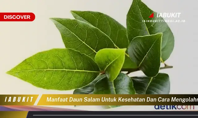 manfaat daun salam untuk kesehatan dan cara mengolahnya