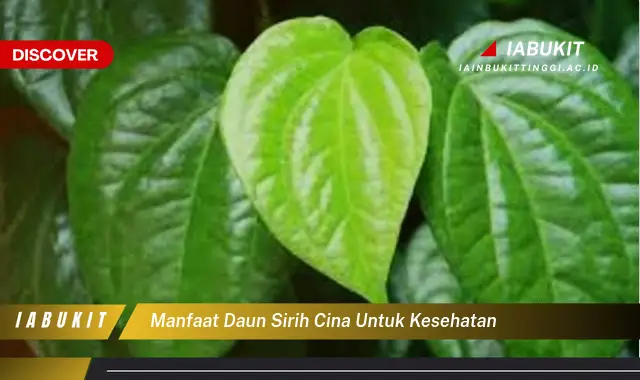 manfaat daun sirih cina untuk kesehatan