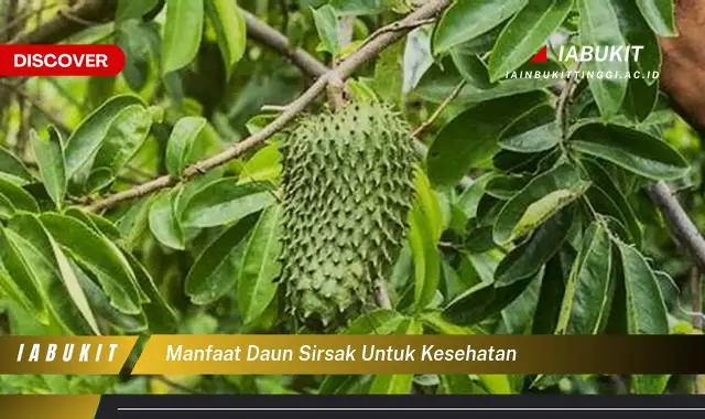 manfaat daun sirsak untuk kesehatan