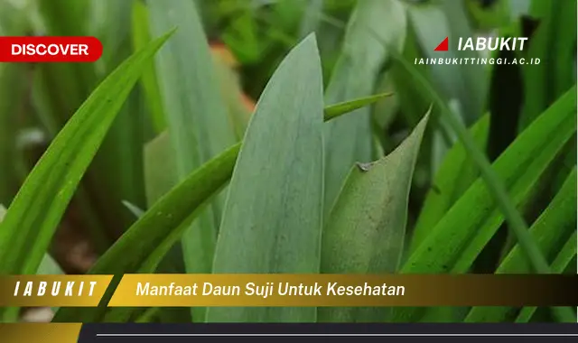 manfaat daun suji untuk kesehatan manfaat daun suji untuk kesehatan