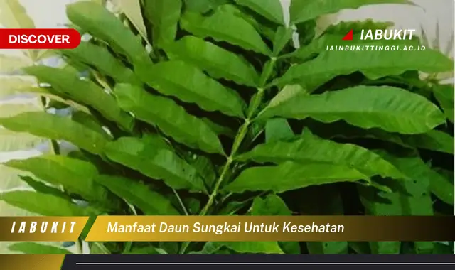 manfaat daun sungkai untuk kesehatan