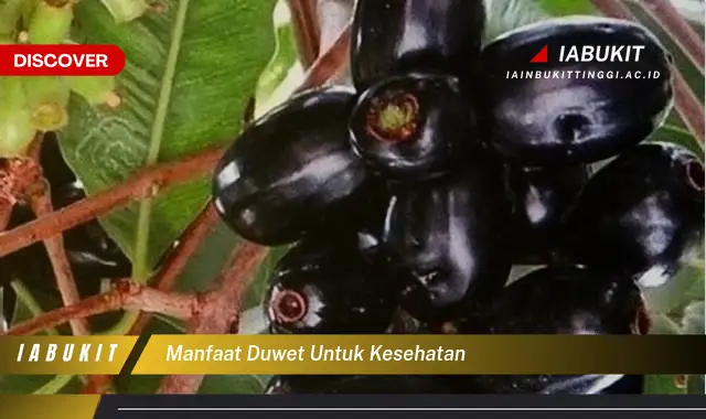 manfaat duwet untuk kesehatan