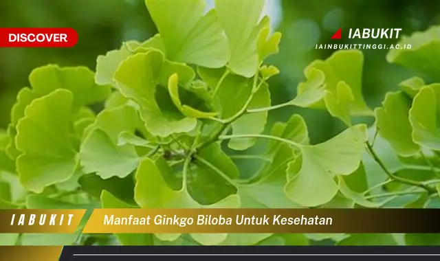 manfaat ginkgo biloba untuk kesehatan