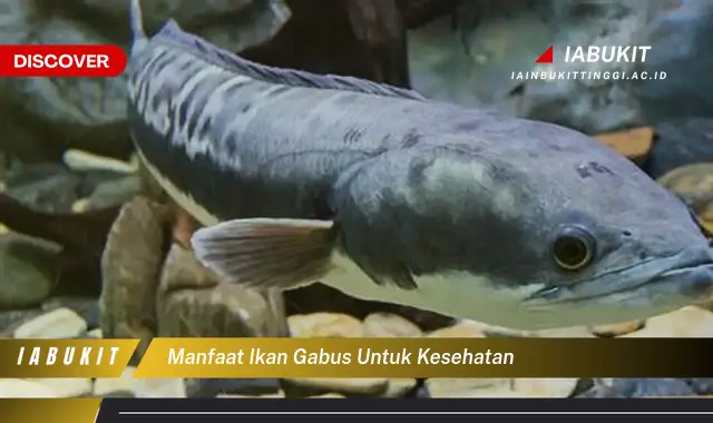 manfaat ikan gabus untuk kesehatan