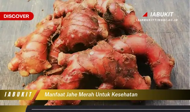 manfaat jahe merah untuk kesehatan