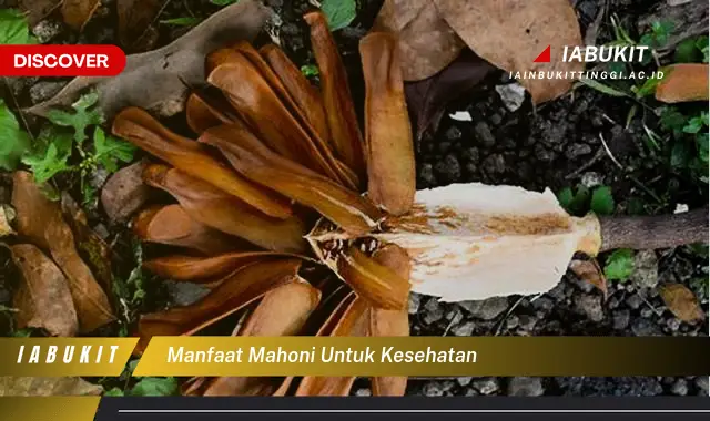 manfaat mahoni untuk kesehatan