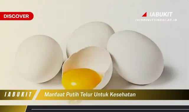 manfaat putih telur untuk kesehatan