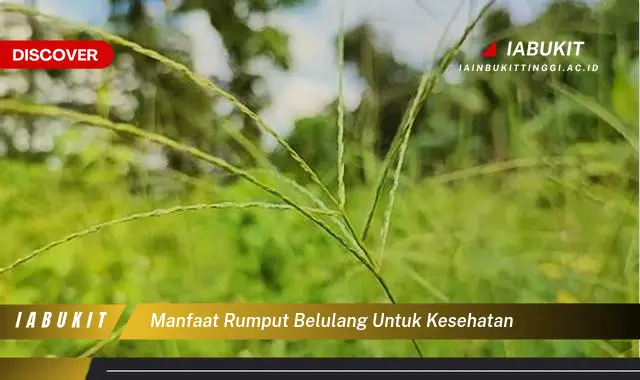 manfaat rumput belulang untuk kesehatan manfaat rumput belulang untuk kesehatan