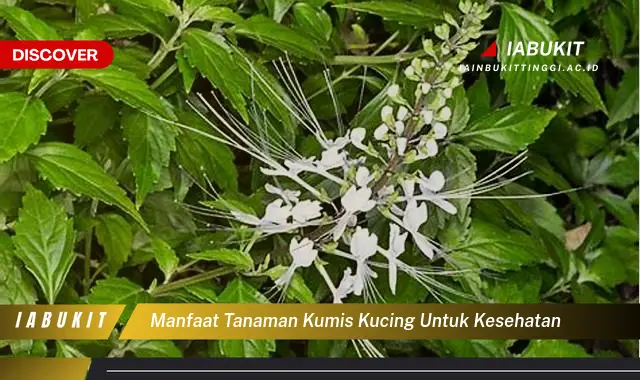 manfaat tanaman kumis kucing untuk kesehatan manfaat tanaman kumis kucing untuk kesehatan