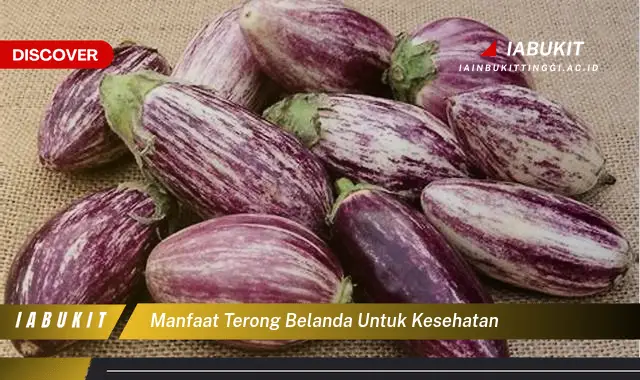 manfaat terong belanda untuk kesehatan