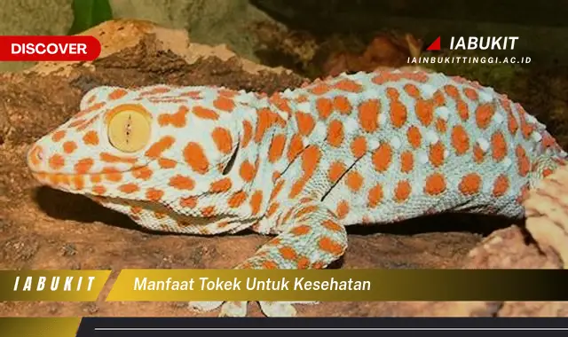 manfaat tokek untuk kesehatan