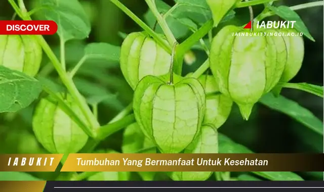 tumbuhan yang bermanfaat untuk kesehatan