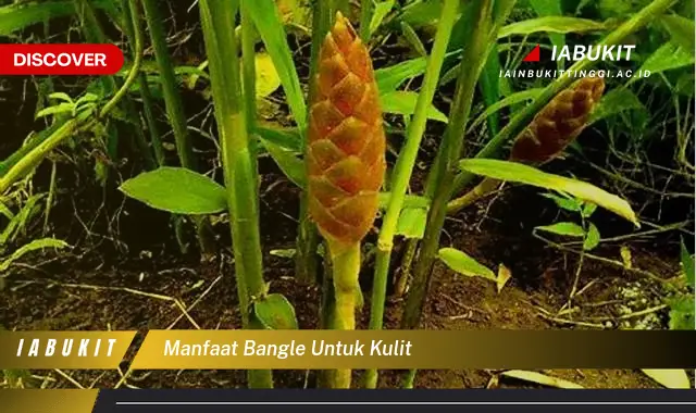manfaat bangle untuk kulit