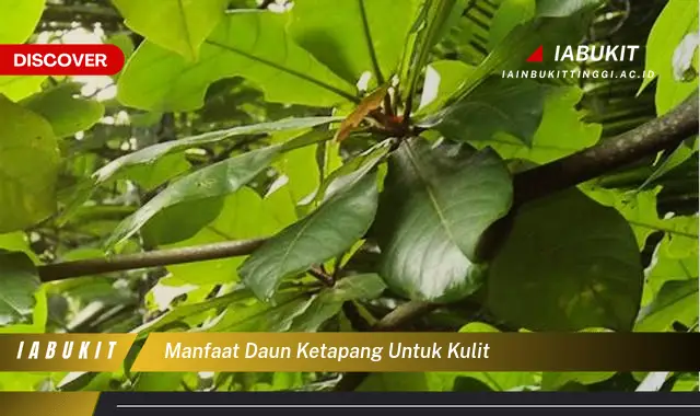 manfaat daun ketapang untuk kulit manfaat daun ketapang untuk kulit