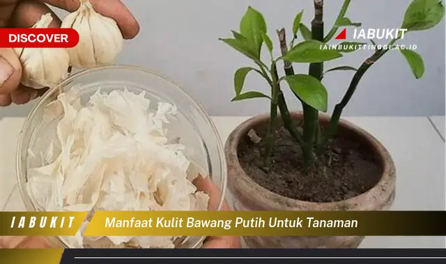 manfaat kulit bawang putih untuk tanaman