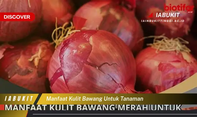 manfaat kulit bawang untuk tanaman