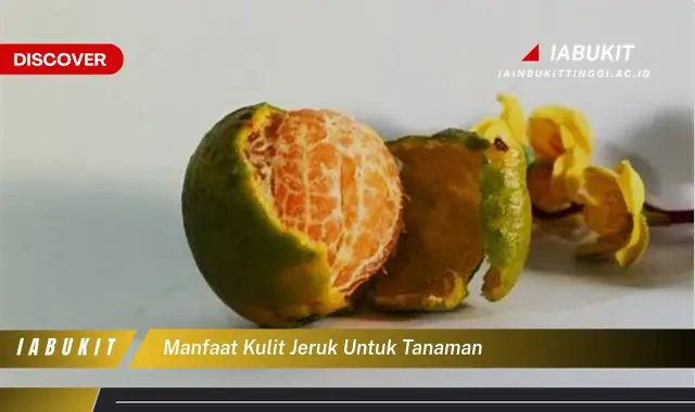 manfaat kulit jeruk untuk tanaman