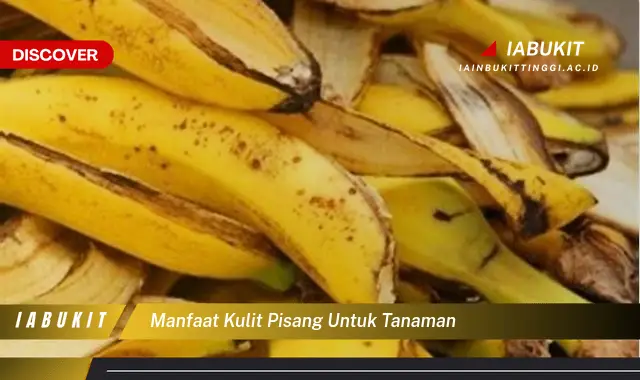 manfaat kulit pisang untuk tanaman manfaat kulit pisang untuk tanaman