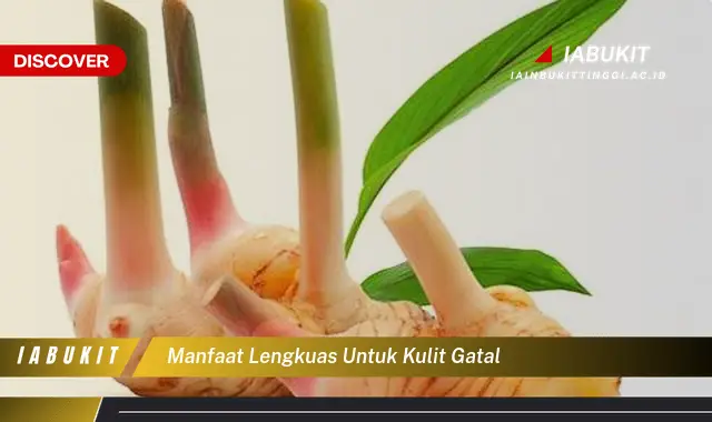manfaat lengkuas untuk kulit gatal manfaat lengkuas untuk kulit gatal
