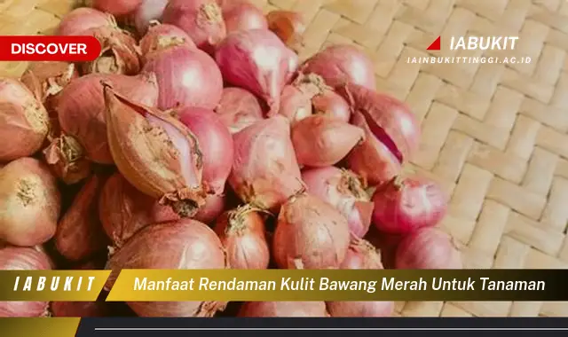 manfaat rendaman kulit bawang merah untuk tanaman