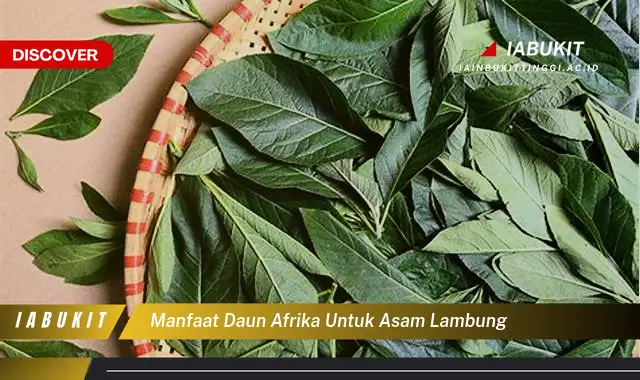 manfaat daun afrika untuk asam lambung