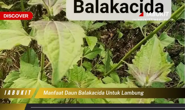 manfaat daun balakacida untuk lambung manfaat daun balakacida untuk lambung