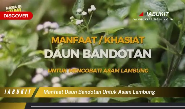 manfaat daun bandotan untuk asam lambung