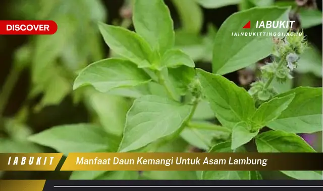 manfaat daun kemangi untuk asam lambung