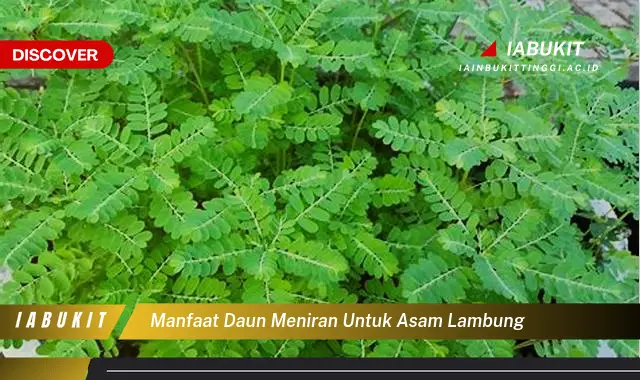 manfaat daun meniran untuk asam lambung