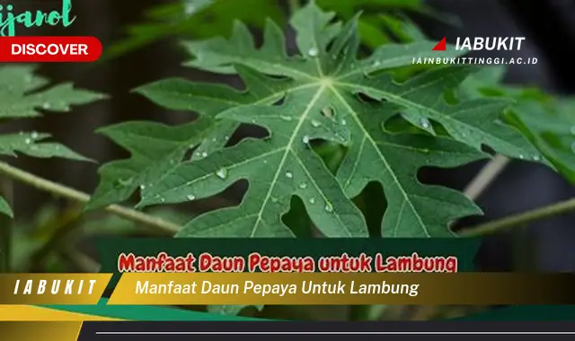 manfaat daun pepaya untuk lambung